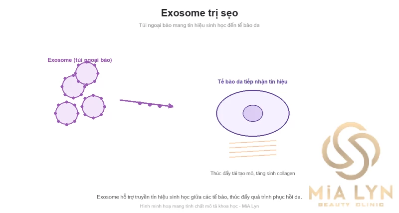 Exosome trị sẹo: liệu pháp sinh học mới cần biết gì?